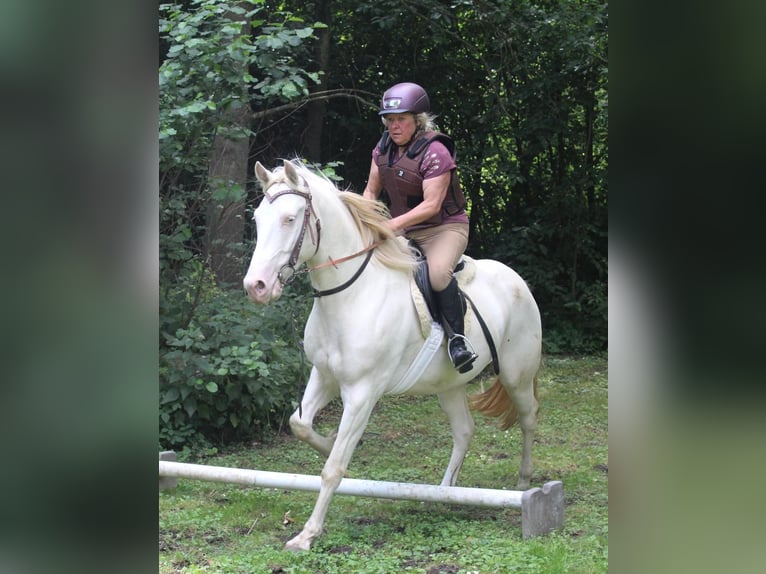 Lusitano Mix Wałach 6 lat 153 cm Cremello in Fröndenberg