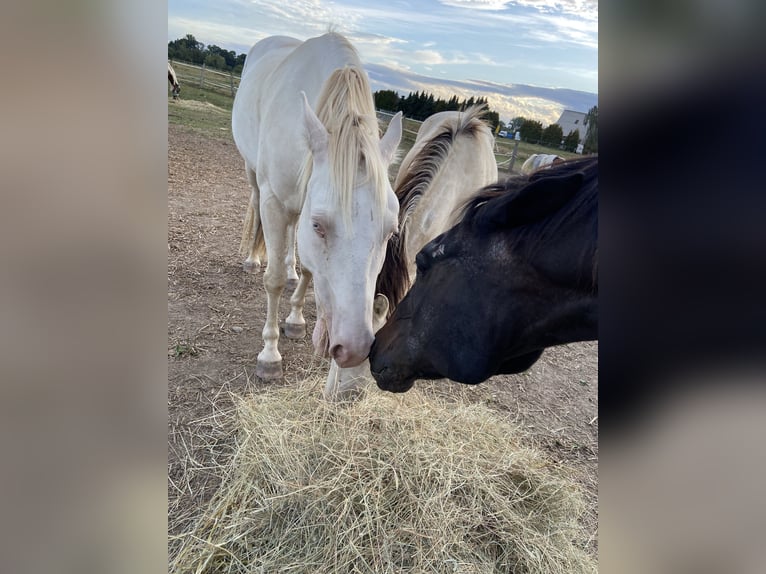 Lusitano Mix Wałach 6 lat 153 cm Cremello in Fröndenberg