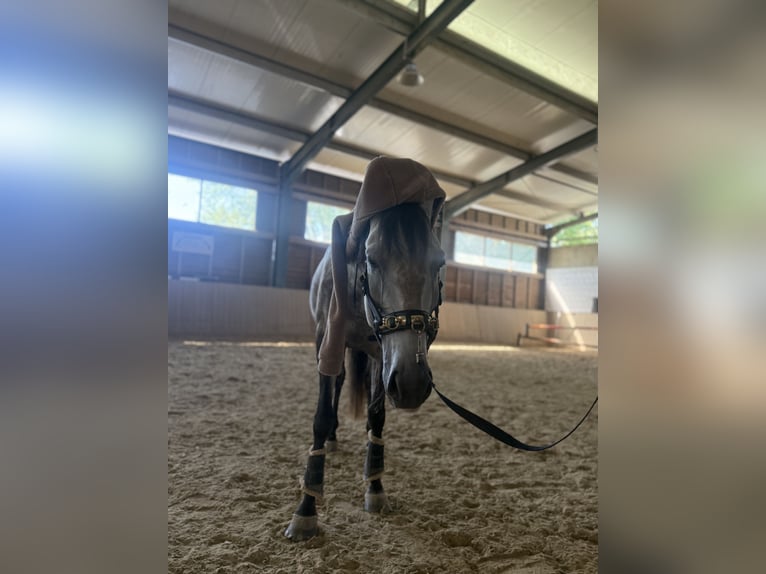 Lusitano Wałach 6 lat 155 cm Bułana in Bad BlumaU