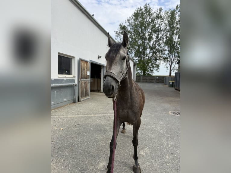 Lusitano Wałach 6 lat 155 cm Może być siwy in Bad Blumau