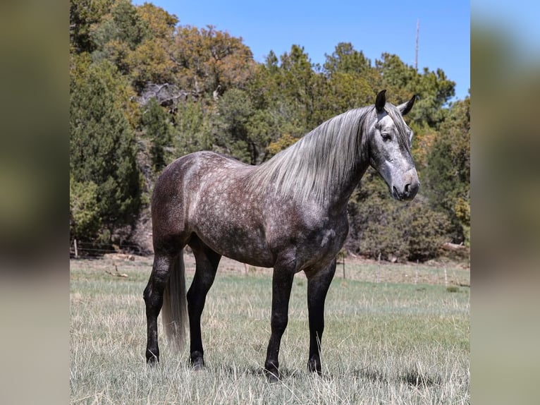 Lusitano Wałach 6 lat 155 cm Siwa jabłkowita in Camp Verde, AZ