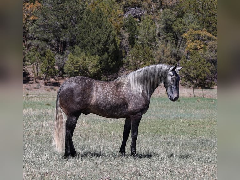 Lusitano Wałach 6 lat 155 cm Siwa jabłkowita in Camp Verde, AZ