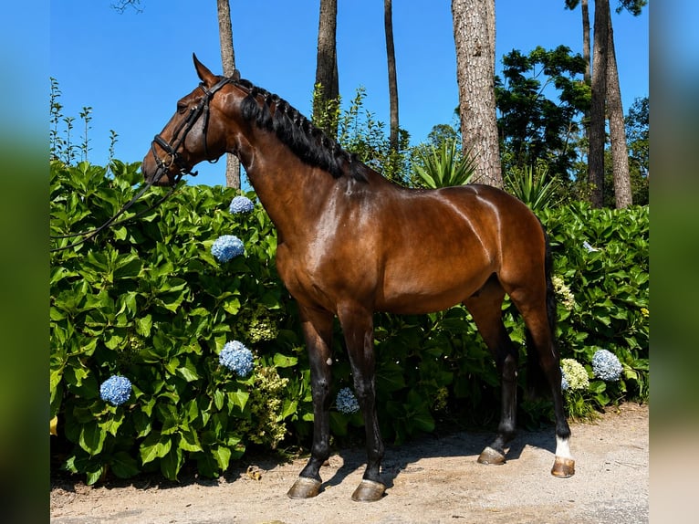 Lusitano Wałach 6 lat 157 cm Gniada in Porto