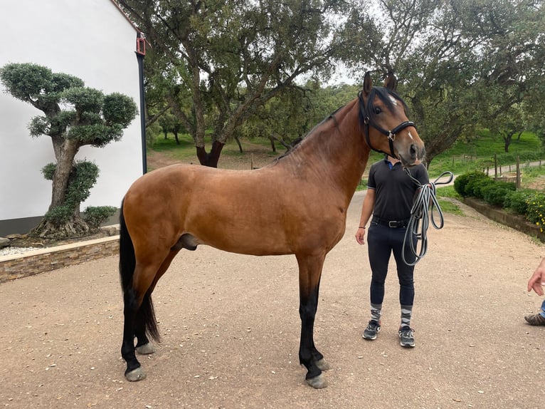 Lusitano Wałach 6 lat 158 cm Gniada in Vila Viçosa