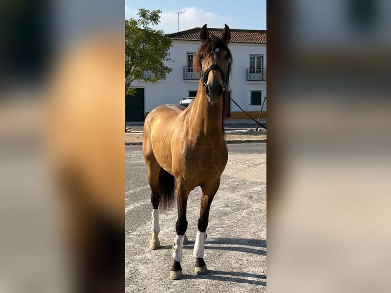 Lusitano Wałach 6 lat 158 cm Jelenia in Rio Maior