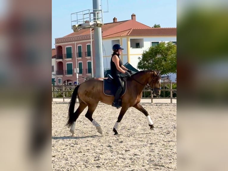Lusitano Wałach 6 lat 158 cm Jelenia in Rio Maior