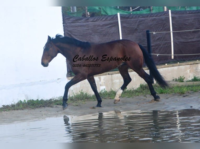Lusitano Wałach 6 lat 159 cm Ciemnogniada in Vejer de la Frontera