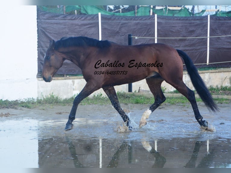 Lusitano Wałach 6 lat 159 cm Ciemnogniada in Vejer de la Frontera