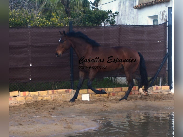 Lusitano Wałach 6 lat 159 cm Ciemnogniada in Vejer de la Frontera
