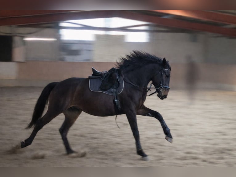 Lusitano Wałach 6 lat 159 cm Skarogniada in Daldorf