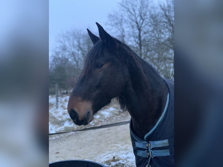 Lusitano Wałach 6 lat 159 cm Skarogniada in Daldorf