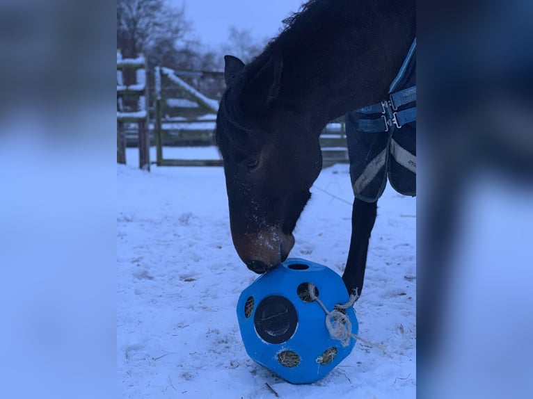 Lusitano Wałach 6 lat 159 cm Skarogniada in Daldorf