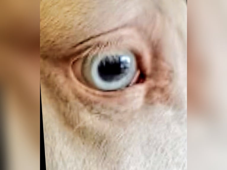 Lusitano Wałach 6 lat 160 cm Cremello in Sevilla