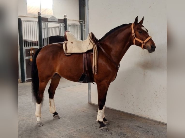 Lusitano Wałach 6 lat 161 cm Gniada in Sevilla