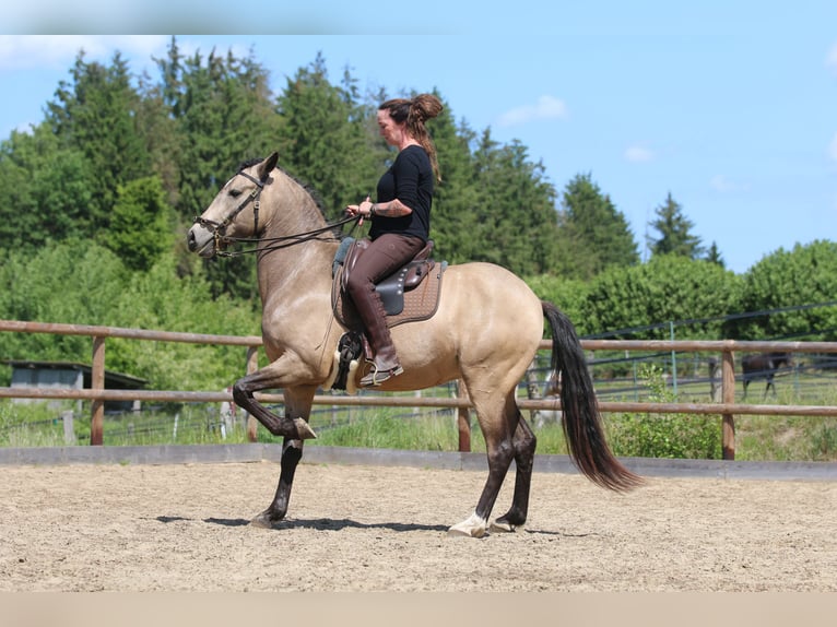Lusitano Wałach 6 lat 162 cm Jelenia in Postfeld