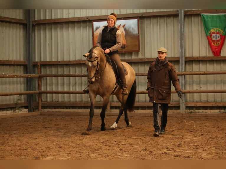 Lusitano Wałach 6 lat 162 cm Jelenia in Postfeld