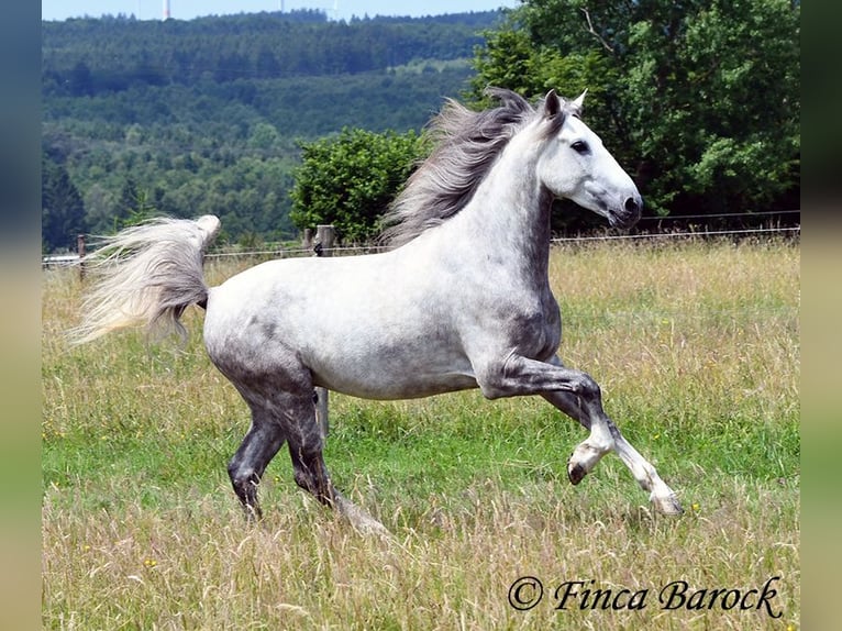 Lusitano Wałach 6 lat 162 cm Siwa in Wiebelsheim