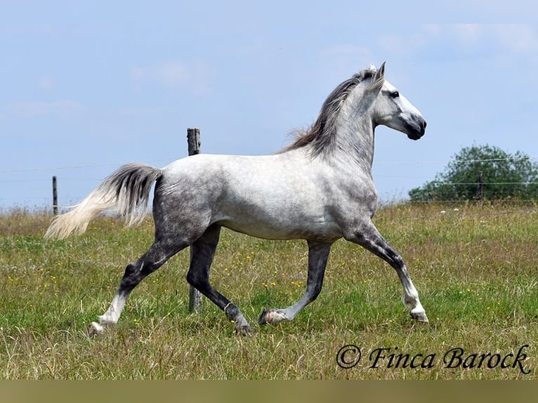 Lusitano Wałach 6 lat 162 cm Siwa in Wiebelsheim