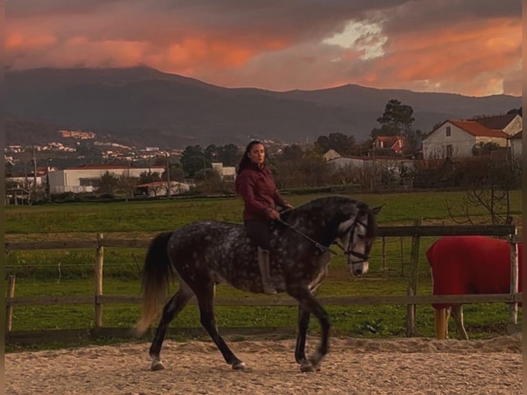 Lusitano Wałach 6 lat 162 cm Siwa in Seia