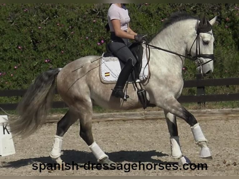 Lusitano Wałach 6 lat 162 cm Siwa in Barcelona