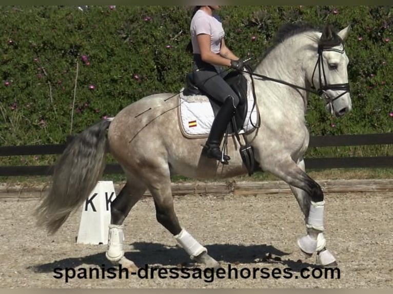 Lusitano Wałach 6 lat 162 cm Siwa in Barcelona