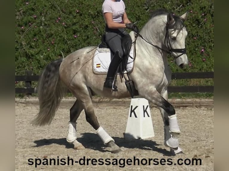 Lusitano Wałach 6 lat 162 cm Siwa in Barcelona