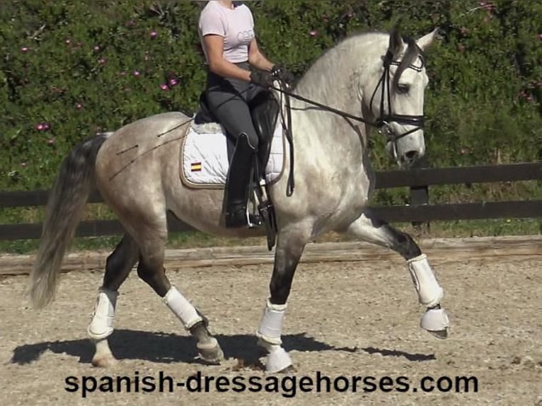Lusitano Wałach 6 lat 162 cm Siwa in Barcelona