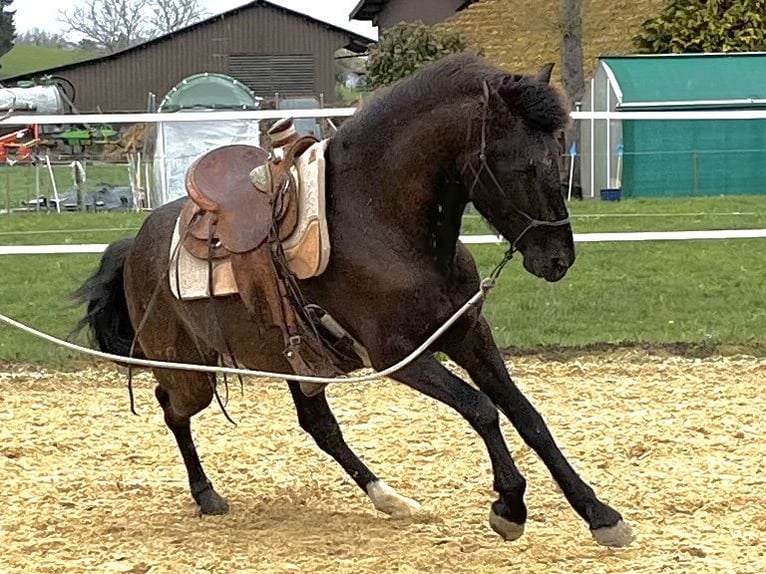 Lusitano Wałach 6 lat 162 cm Skarogniada in Amlikon-Bissegg