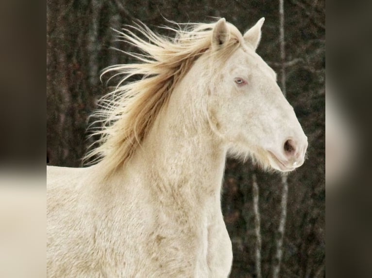 Lusitano Wałach 6 lat 164 cm Cremello in Gößweinstein