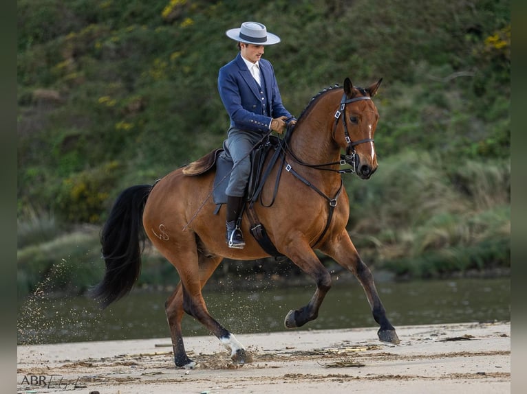 Lusitano Mix Wałach 6 lat 165 cm Gniada in Ermelo