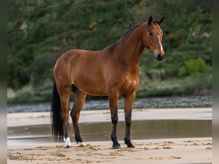 Lusitano Mix Wałach 6 lat 165 cm Gniada in Ermelo