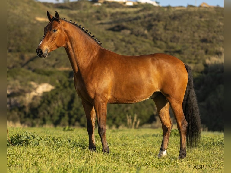 Lusitano Mix Wałach 6 lat 165 cm Gniada in Ermelo