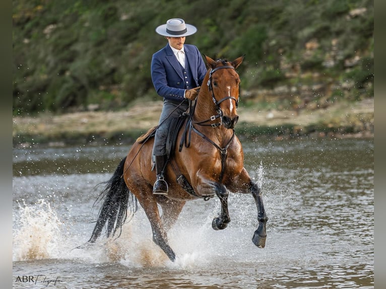 Lusitano Mix Wałach 6 lat 165 cm Gniada in Ermelo