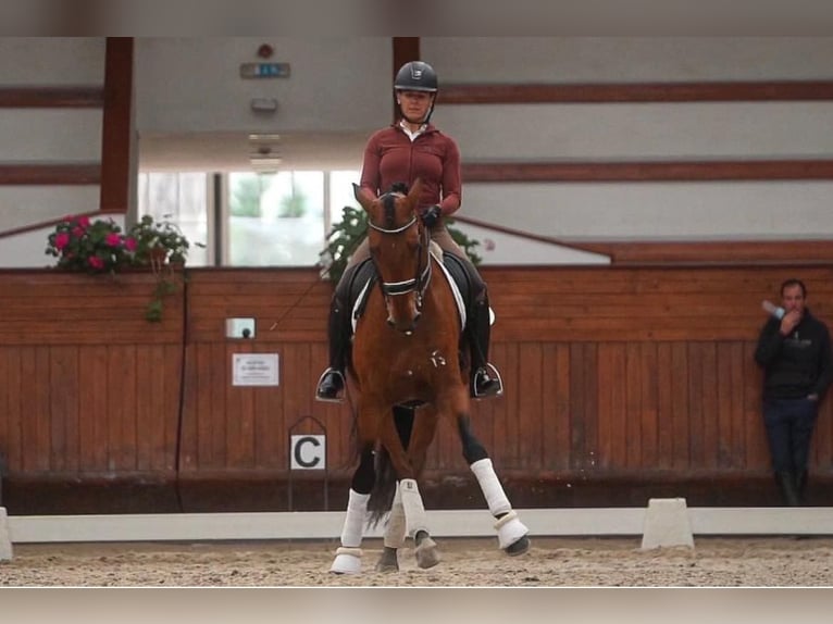 Lusitano Wałach 6 lat 165 cm Gniada in Lisabon
