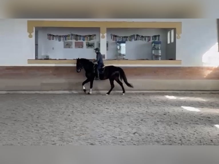 Lusitano Wałach 6 lat 167 cm Kara in TROFA