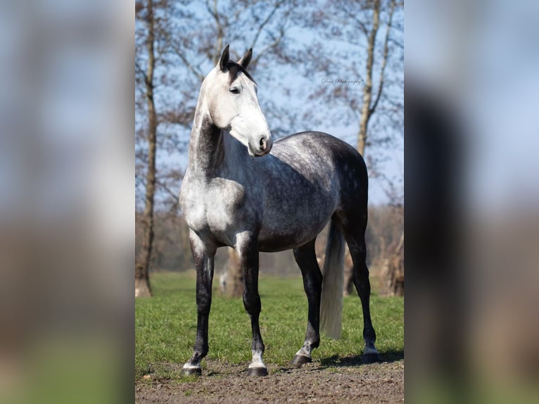 Lusitano Wałach 6 lat 167 cm Siwa in Blaricum