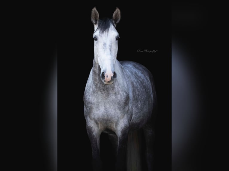 Lusitano Wałach 6 lat 167 cm Siwa in Blaricum