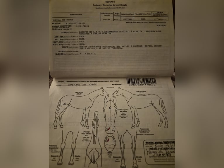 Lusitano Wałach 6 lat 168 cm Siwa in Płoniawy Bramura