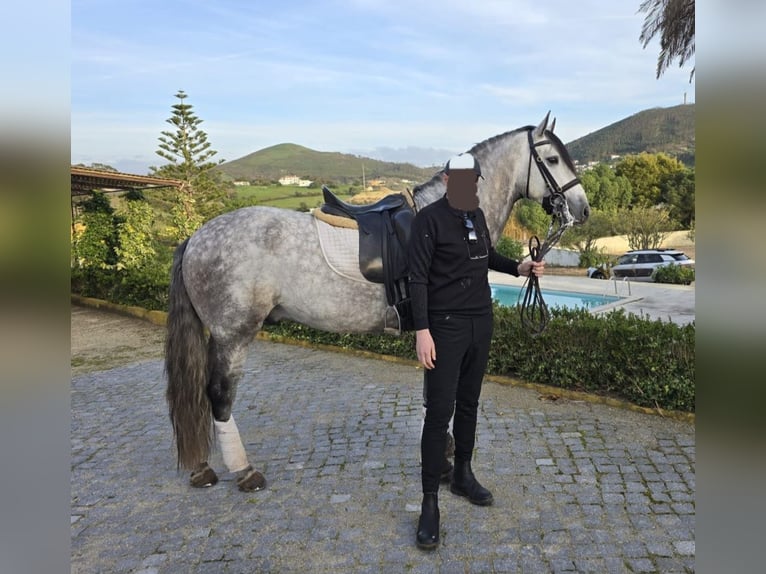 Lusitano Wałach 6 lat 168 cm Siwa in Płoniawy Bramura