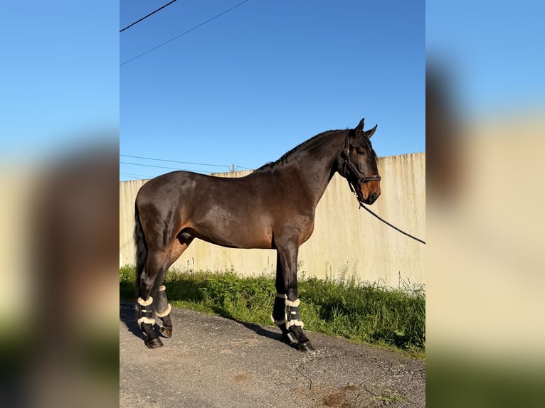 Lusitano Wałach 6 lat 172 cm Gniada in Caldas da Rainha