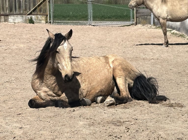 Lusitano Wałach 7 lat 157 cm Bułana in Markt Nordheim
