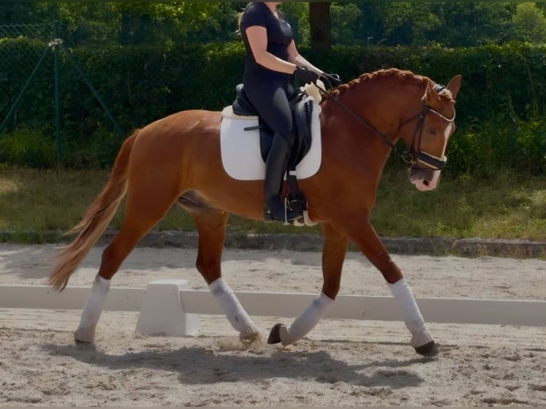 Lusitano Wałach 7 lat 158 cm Kasztanowata in Eisenberg