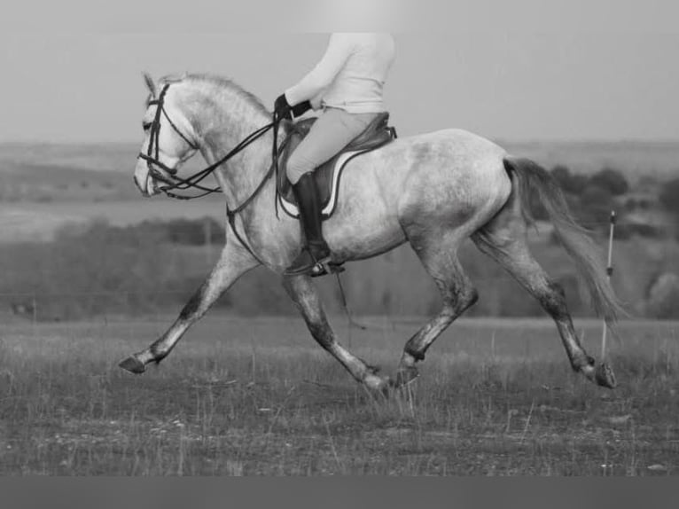 Lusitano Wałach 7 lat 159 cm Siwa in Madrid