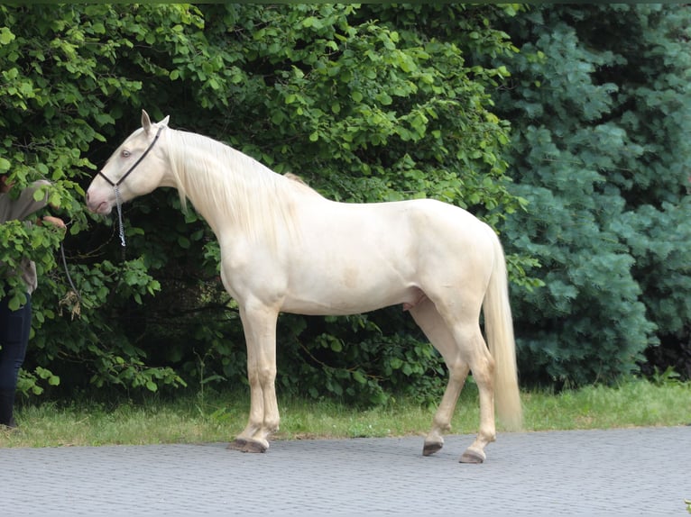 Lusitano Wałach 7 lat 160 cm Cremello in Santok