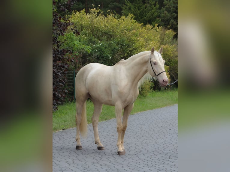 Lusitano Wałach 7 lat 160 cm Cremello in Santok