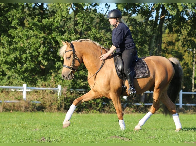Lusitano Wałach 7 lat 160 cm Izabelowata in Hamburg Eimsbüttel