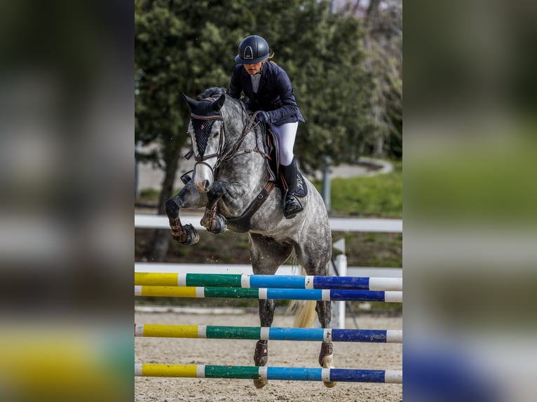 Lusitano Wałach 7 lat 160 cm Siwa in San Martín de la Vega