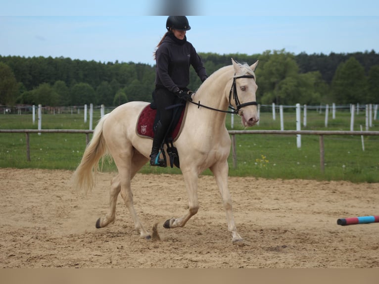 Lusitano Wałach 7 lat 161 cm Cremello in Santok