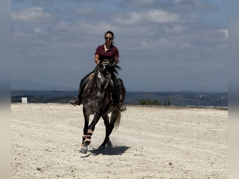 Lusitano Wałach 7 lat 162 cm Siwa in Seia