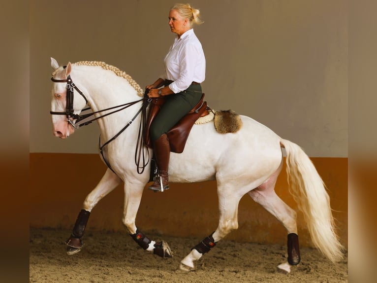 Lusitano Wałach 7 lat 163 cm Cremello in Amsterdam